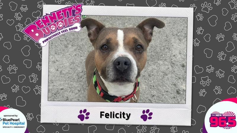 Meet Felicity! Bennett's Buddies at the PSPCA