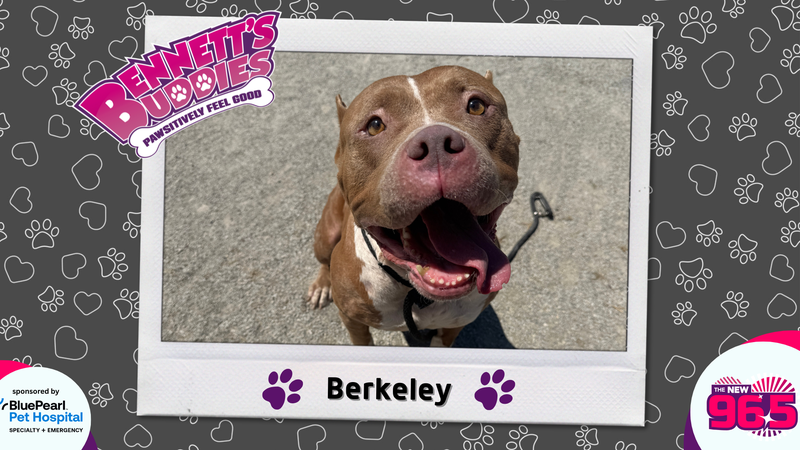 Meet Berkeley! Bennett's Buddies at the PSPCA