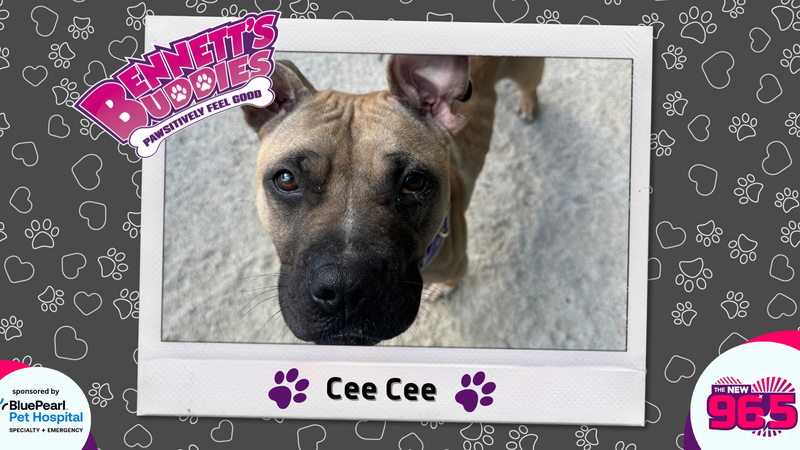 Meet Cee Cee! Bennett's Buddies at the PSPCA