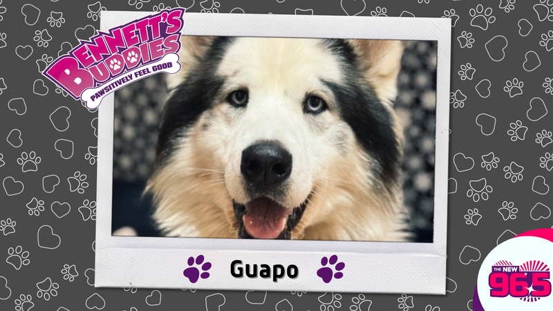 Meet Guapo! | Bennett's Buddies at the PSPCA