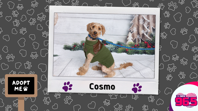Meet Cosmo!