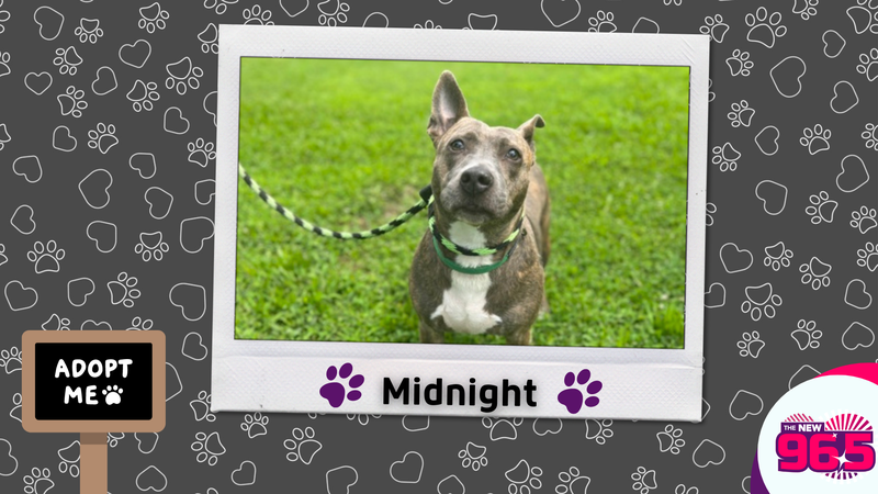 Meet Midnight, Bennett's PSPCA Pet of the Week