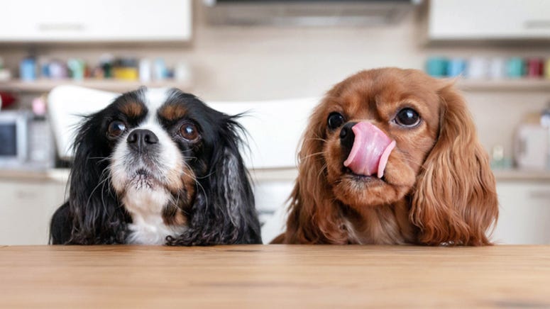North Texas’ first ever pet restaurant opens Saturday in Frisco