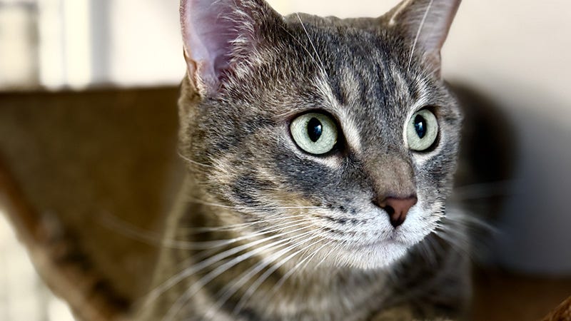 grey cat with big light green eyes