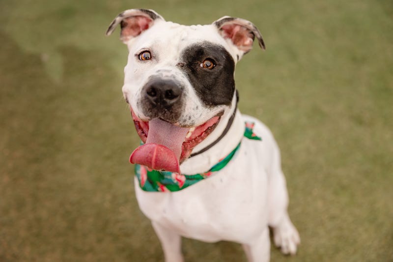Petey waits to be adopted at the Animal Foundation