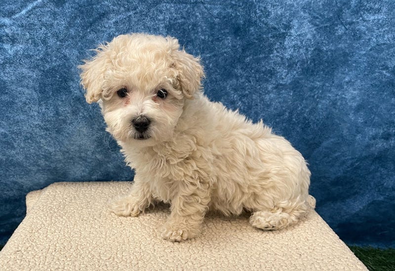 A dog is missing from a St. Louis County pet store, and police are looking for the two women suspected of taking it.