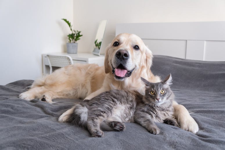 Pets