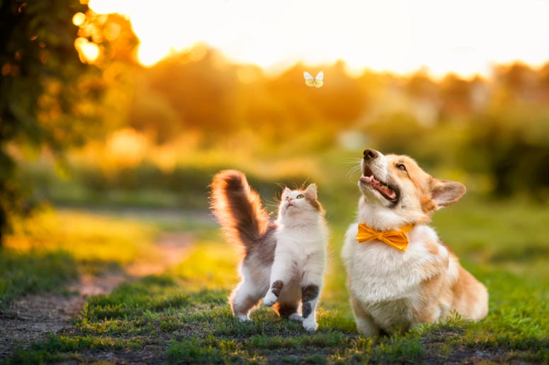 Pets
