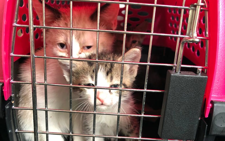 NJ cat rescue