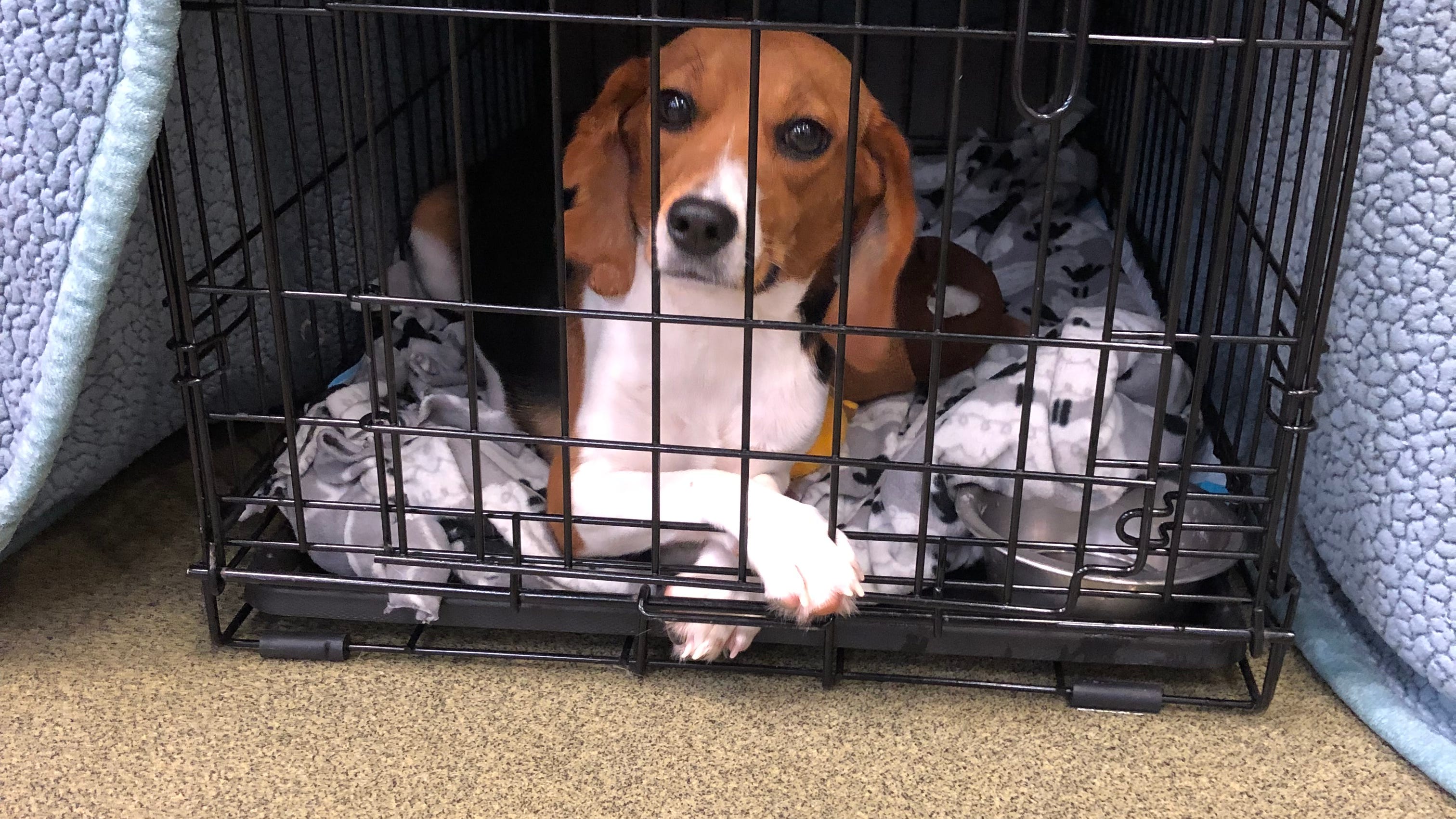 Local animal shelter takes in 36 beagles from Virginia facility accused of federal violations