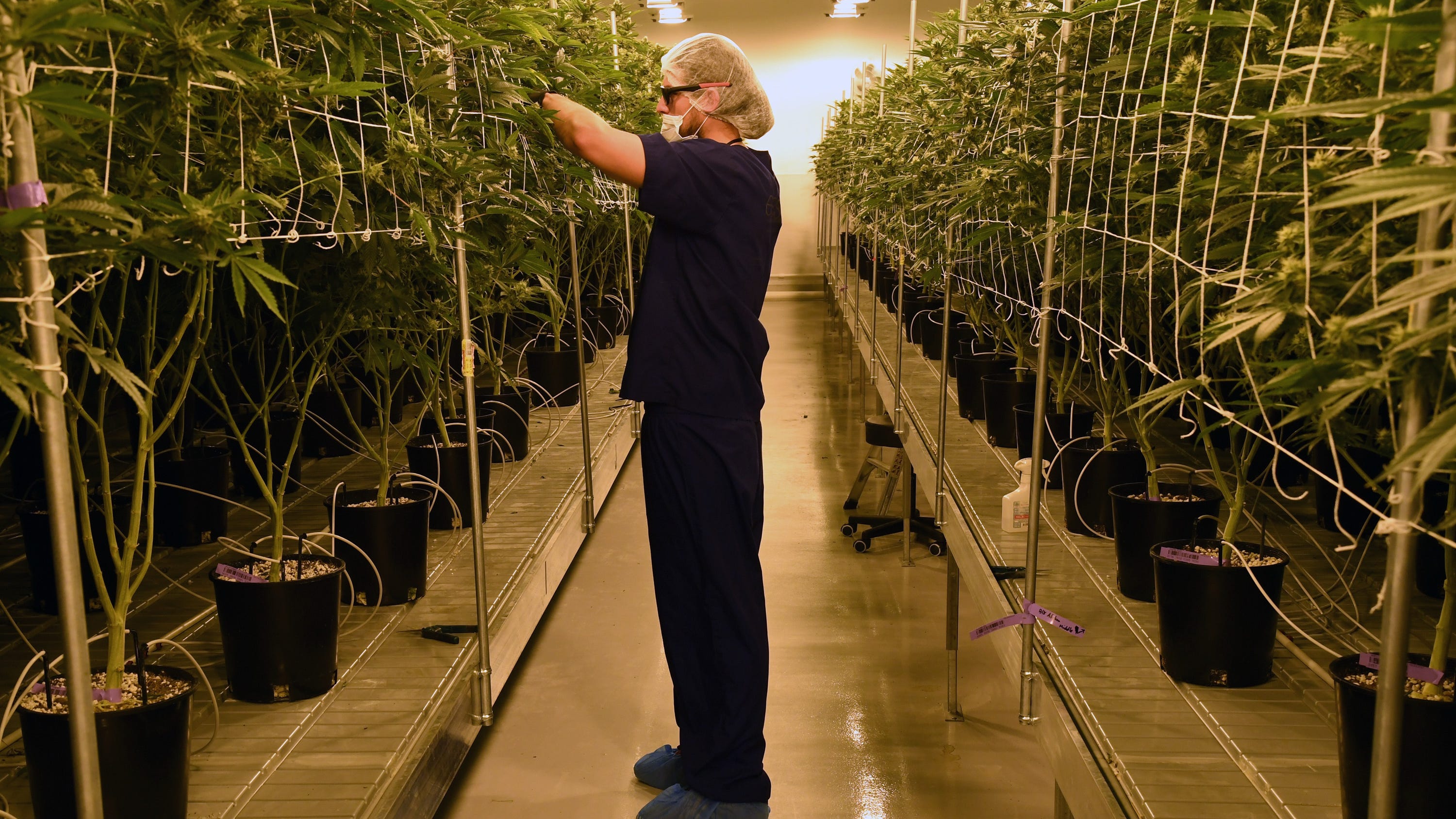 Recreational use of Marijuana on November ballot in Missouri