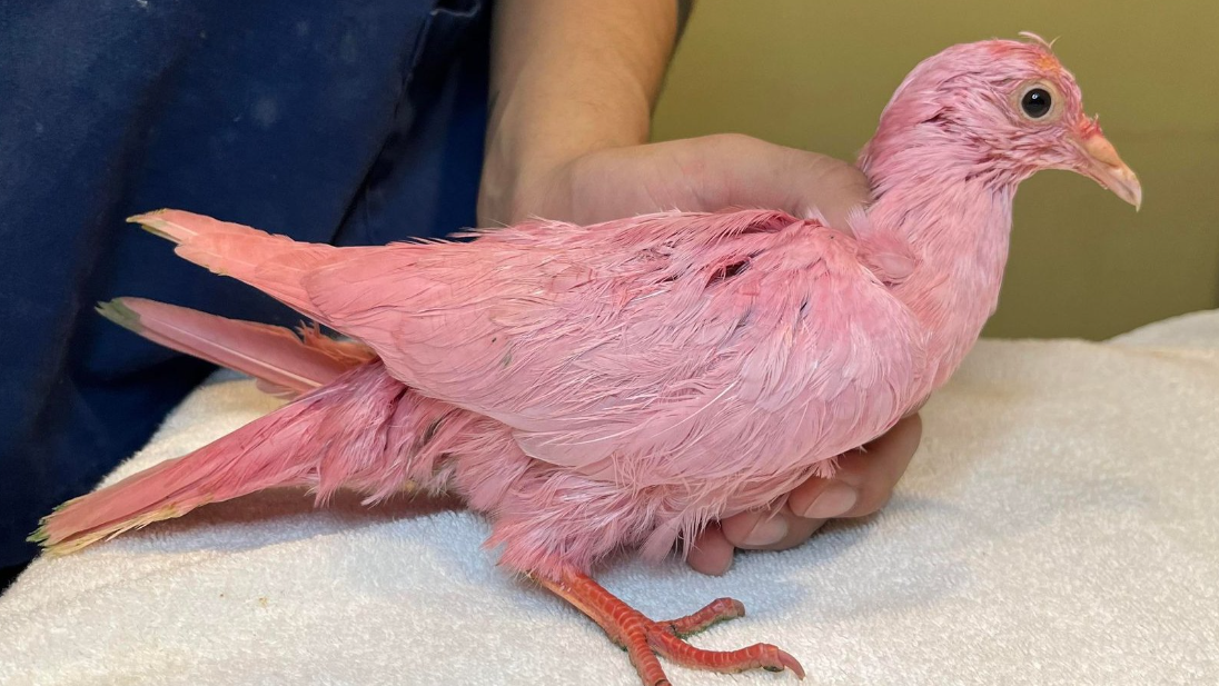 'Flamingo' the pink pigeon dies days after rescue from NYC park: 'RIP, sweet bird'