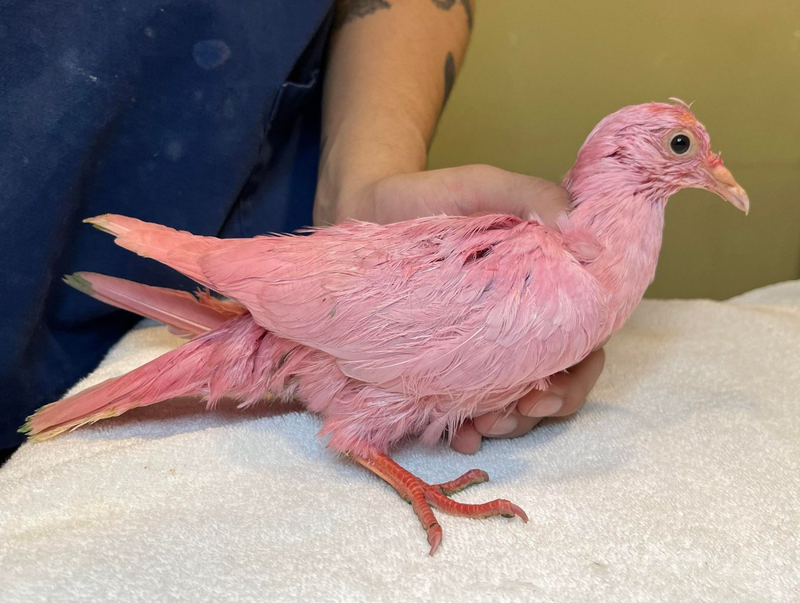 "Flamingo" the pink pigeon has died, likely from toxic fumes, after his rescue from Madison Square Park last week