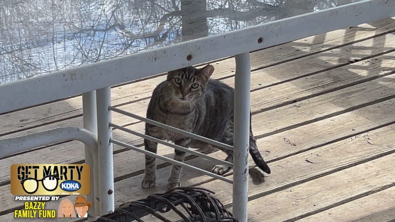 During the day the 23 cats are outside roaming the neighborhood, but at night they ALL come inside.