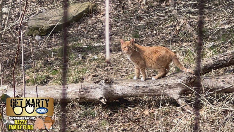 During the day the 23 cats are outside roaming the neighborhood, but at night they ALL come inside.
