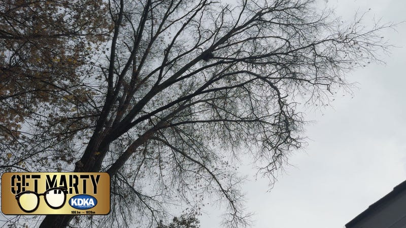 Greater Pitt Tree Service is removing dead limbs and trimming trees endangering Julia's house.