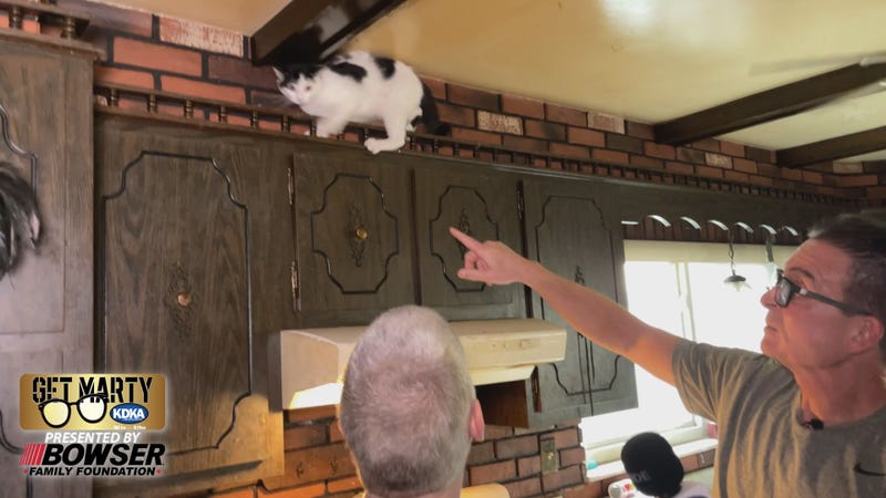 Cat on kitchen cabinets