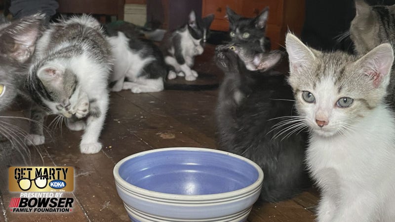 Cats around bowl