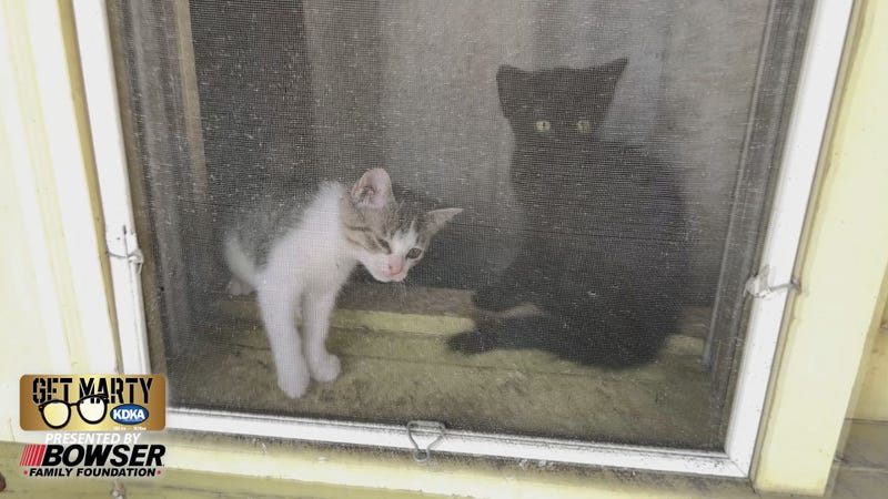 Two kittens