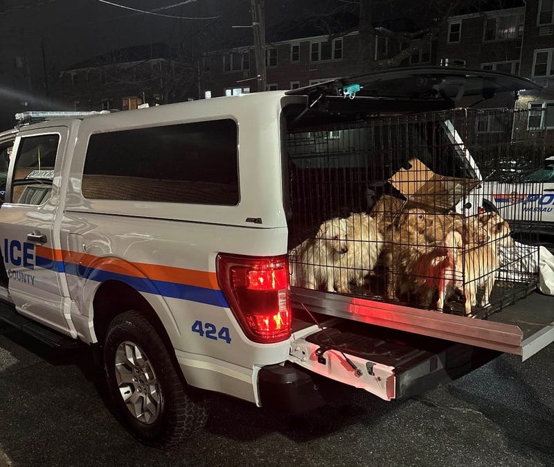 More than a dozen dogs were found in an alleyway in East Rockaway on Feb. 26, 2025