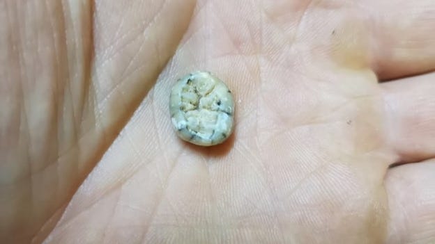 160,000 year-old tooth could shed light on early humans