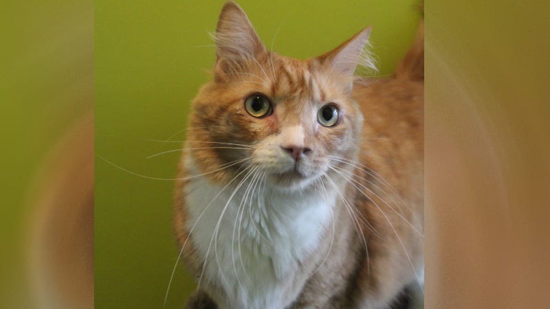Orange tabby cat against green background