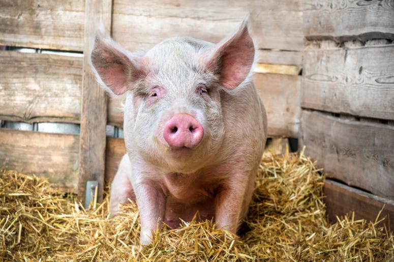Pig