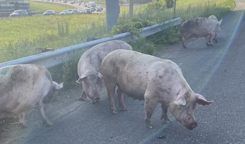Pigs on Freeway