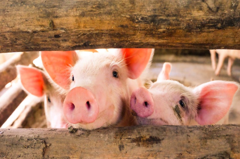 Pigs