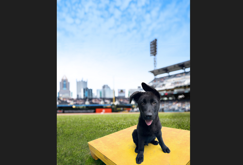 Pirates new team dog
