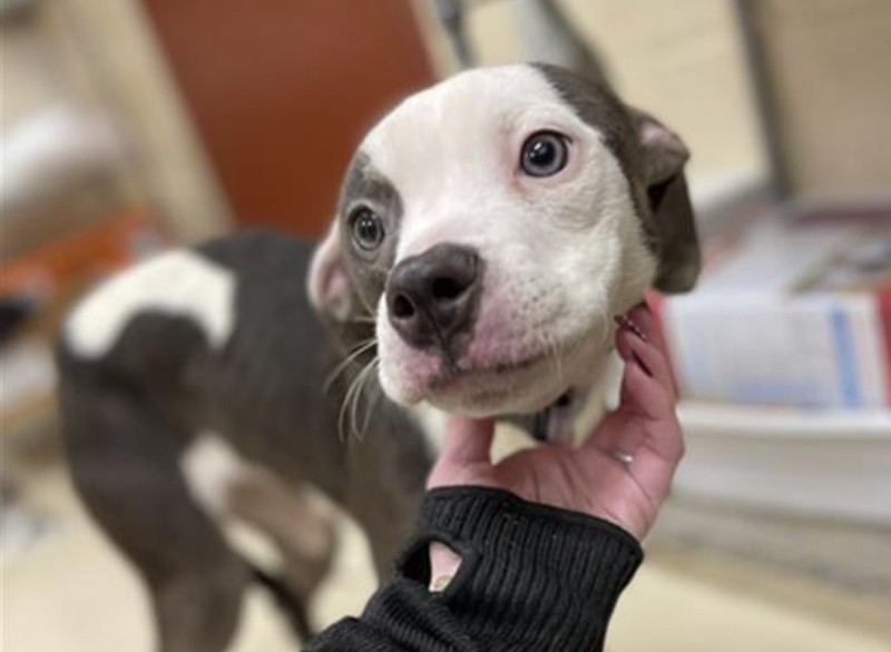 One of nine dogs rescued by Beaver County Humane Society