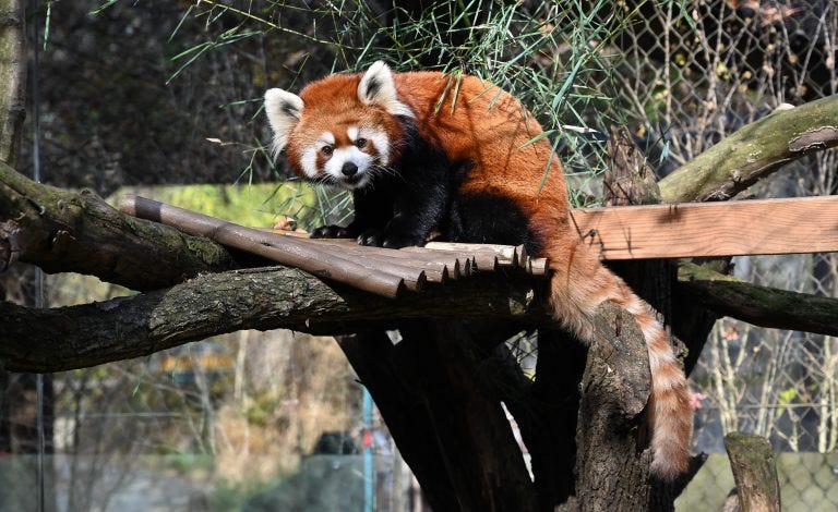 The Pittsburgh Zoo and Aquarium introduced its newest and cutest edition on Thursday. Marcy, a two-year-old red panda can now be seen by visitors to the Zoo.