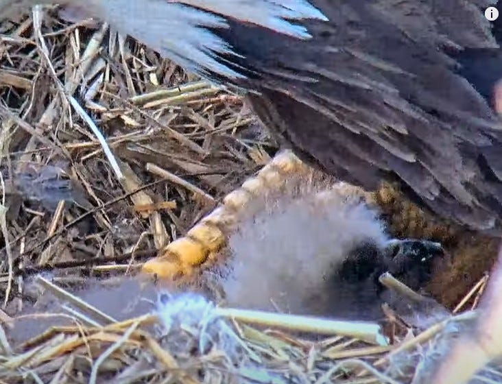 Up close photo of eaglet born at U.S. Steel Irvin Works nest