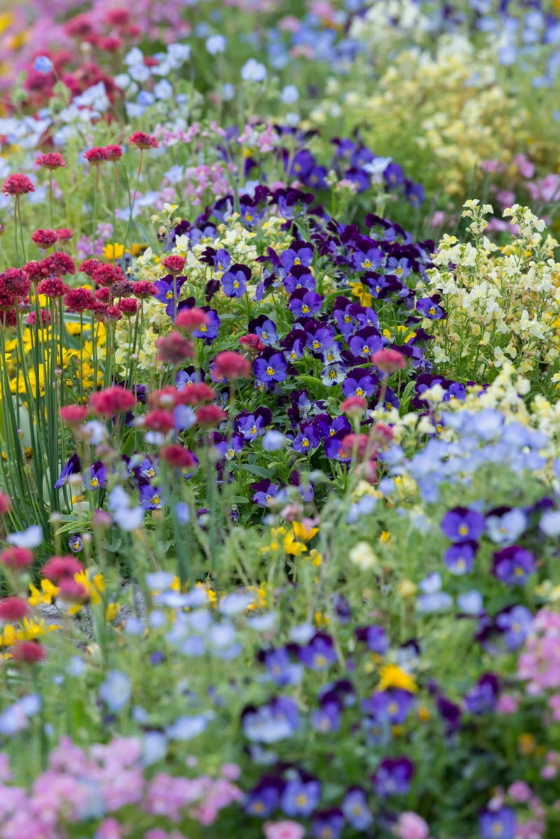 cool season annuals