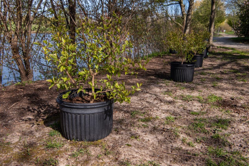 plant a tree