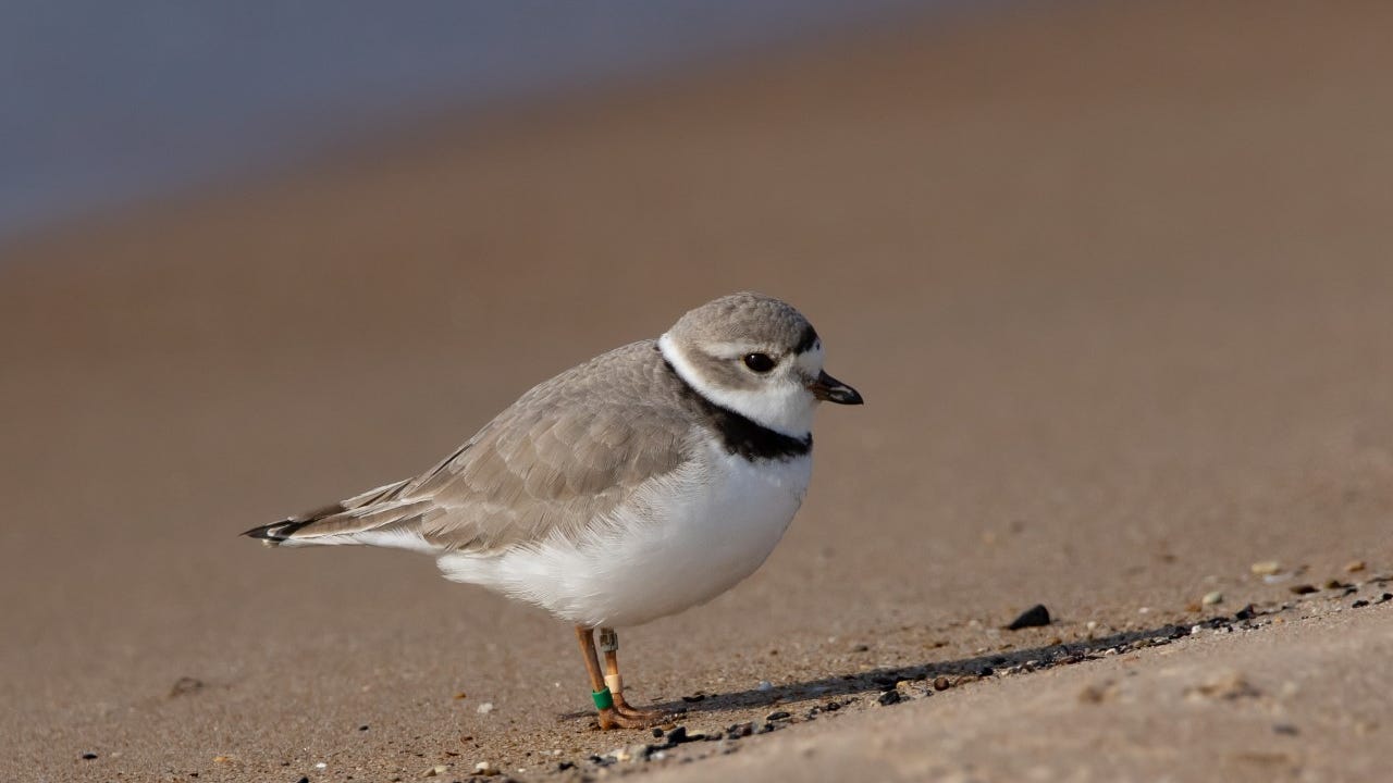 Bird enthusiasts excited about new Piping Plover sightings at local beaches
