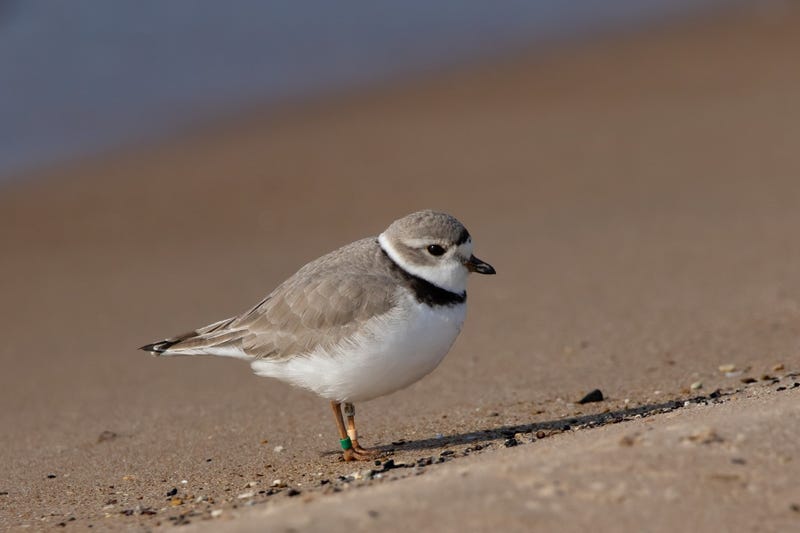 plover