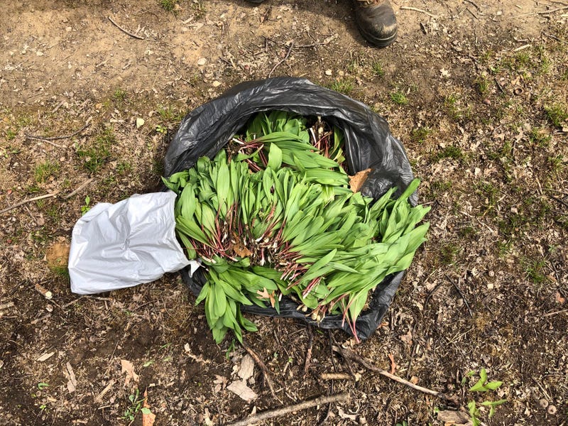 leeks