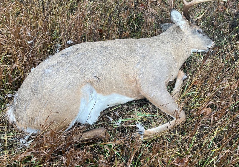 Poached deer
