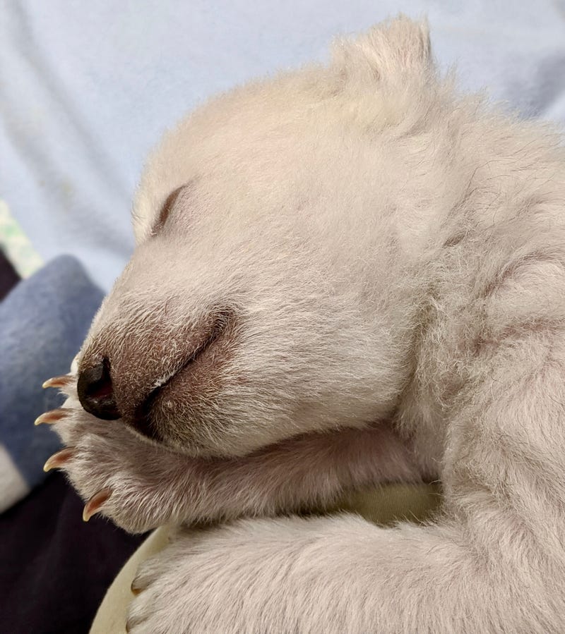 polar bear cub