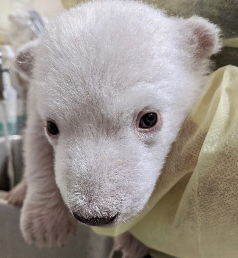 polar bear cub