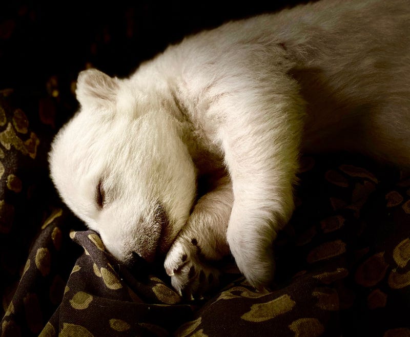 polar bear cub