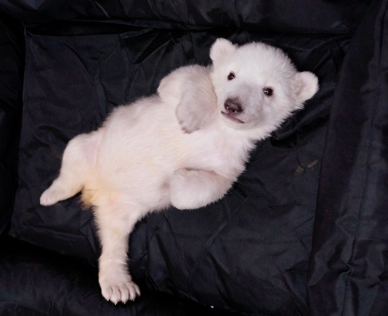 polar bear cub
