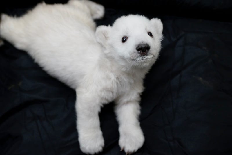 polar bear cub