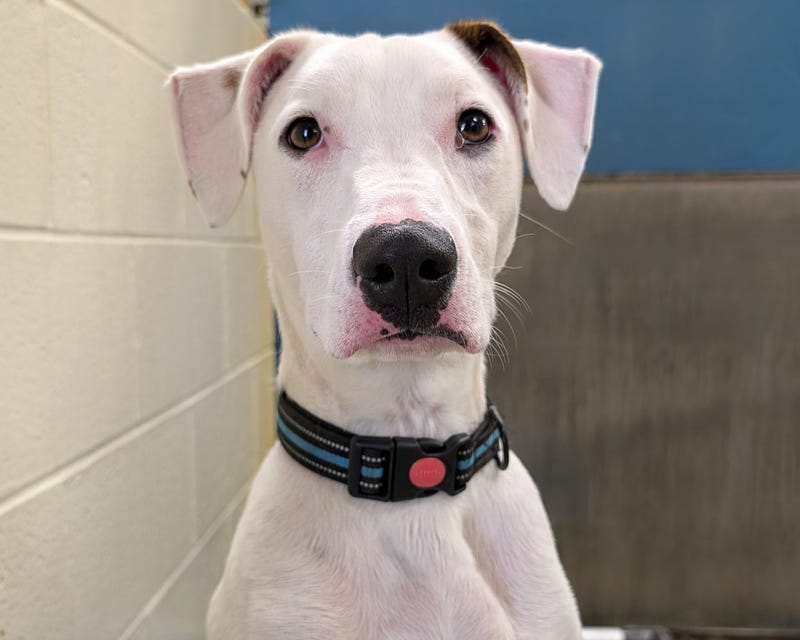 ADOPT PONGO