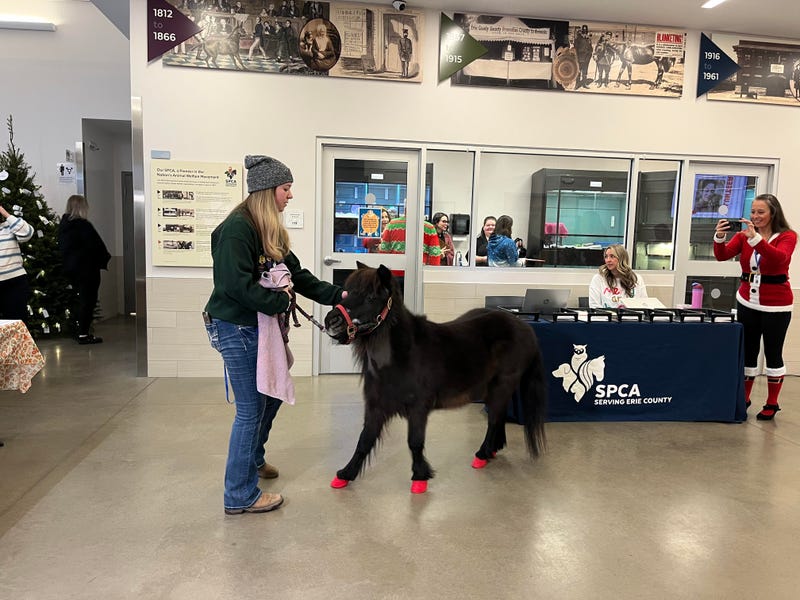 A pony visits the SPCA Serving Erie County Radiothon