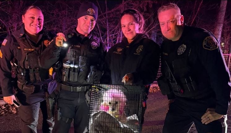 Molly the pink poodle was rescued from an island in the Passaic River on Monday after being reported missing by her pet owner.