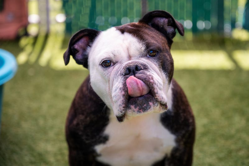 dog