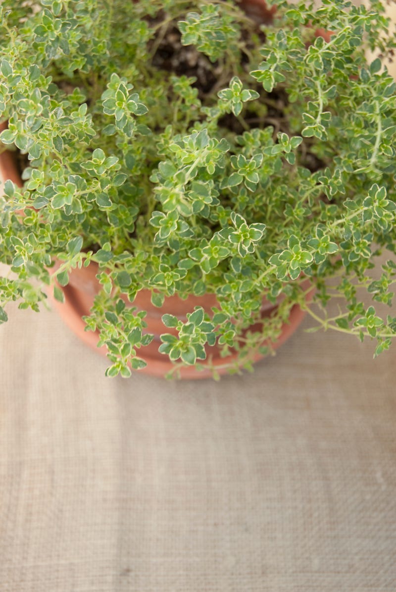 herbs