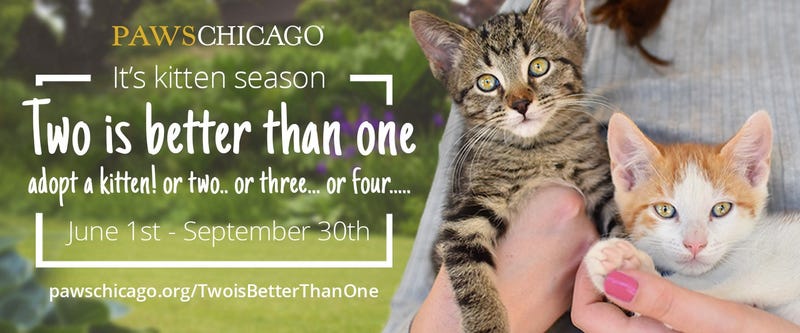 PAWS Chicago, the city’s largest no-kill humane organization, is kicking off its Summer Kitten Adoption Challenge, with a mission to find homes for 350 kittens.